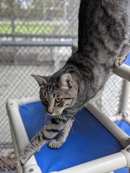 Frankenpurr thumbnail 3