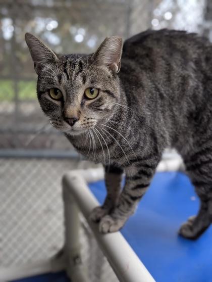 Frankenpurr thumbnail 4