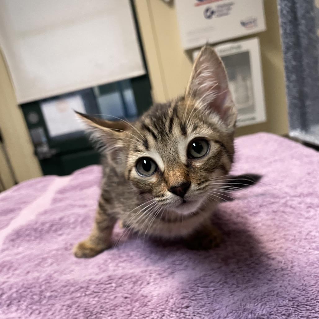 Name Unknown, Adoptable, Kitten Female Domestic Short Hair.