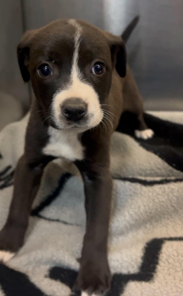 Enlarge Fezzik, a Adoptable Mixed Breed in Rock Hill, NY image 2/2