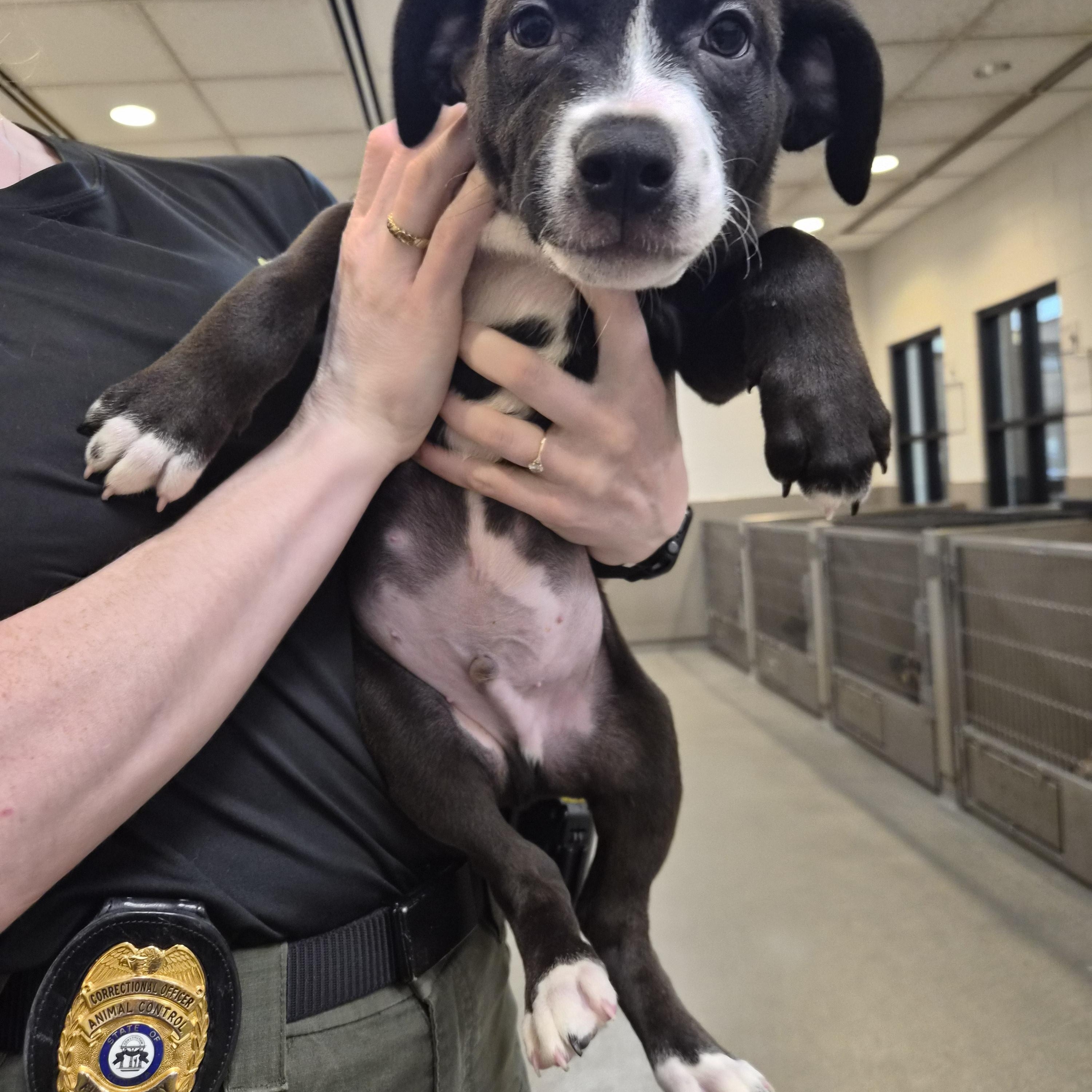Enlarge Fezzik, a Adoptable Mixed Breed in Rock Hill, NY image 1/2
