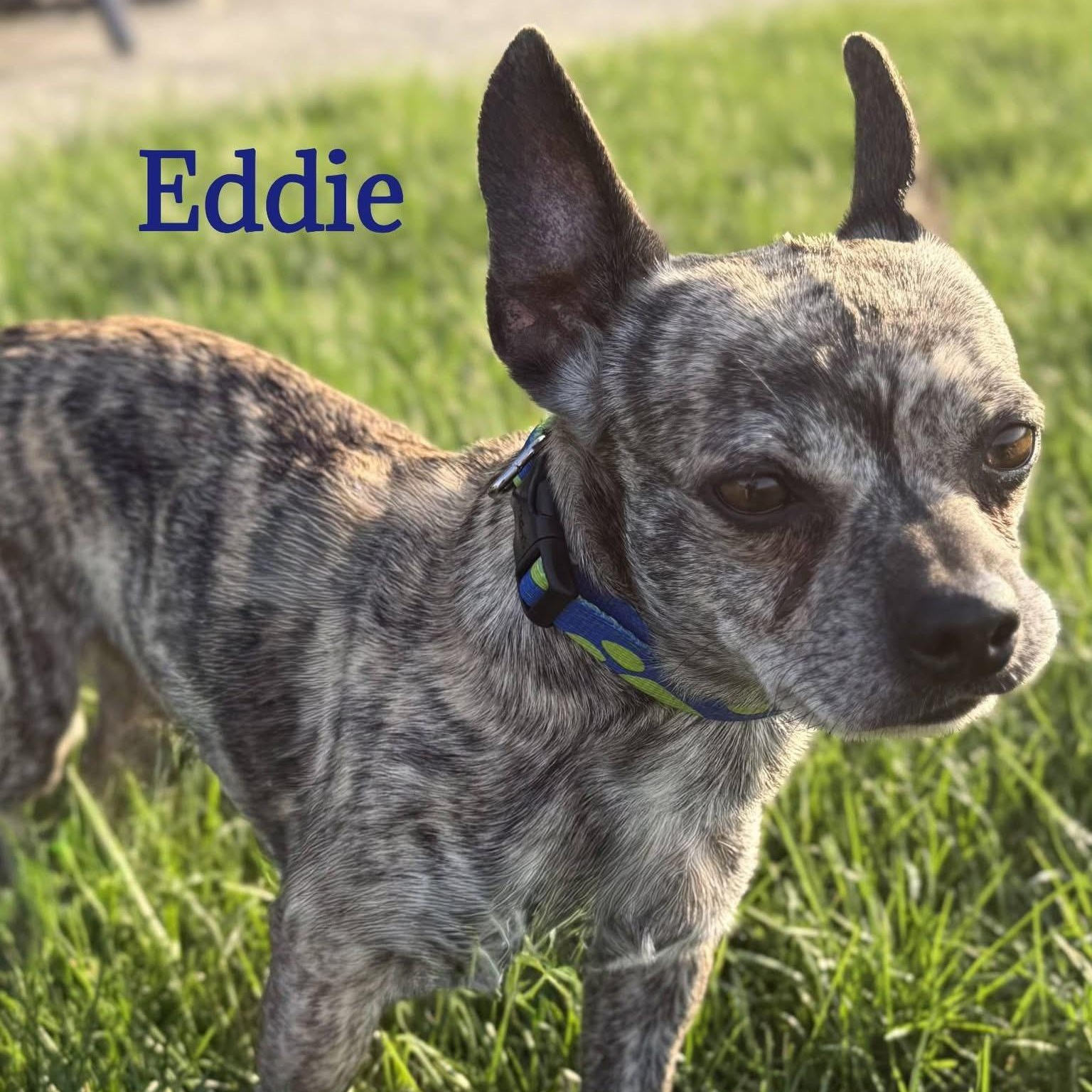 Eddie, adopted, Adult Male Mixed Breed.