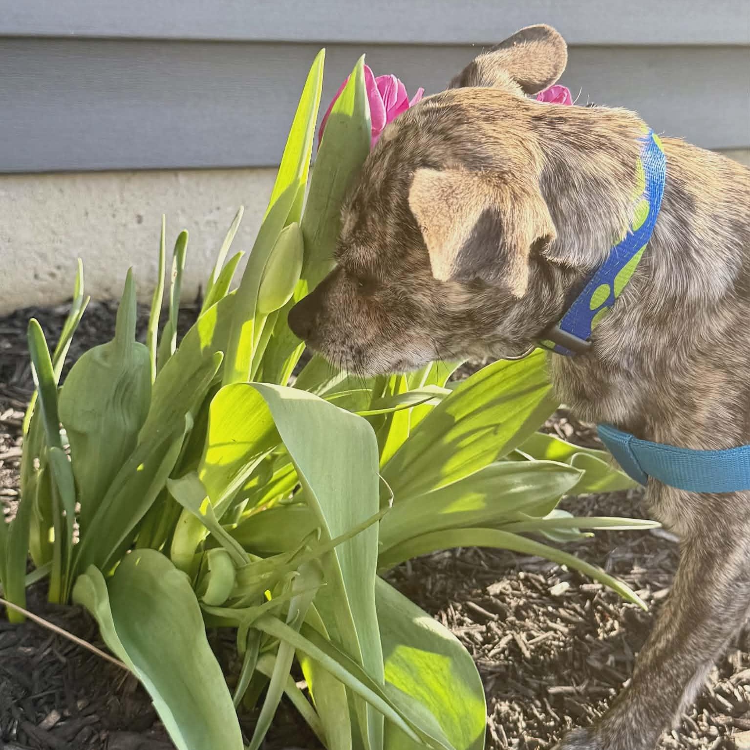 Enlarge Eddie, an adopted mixed breed in Joliet, IL image 3/4