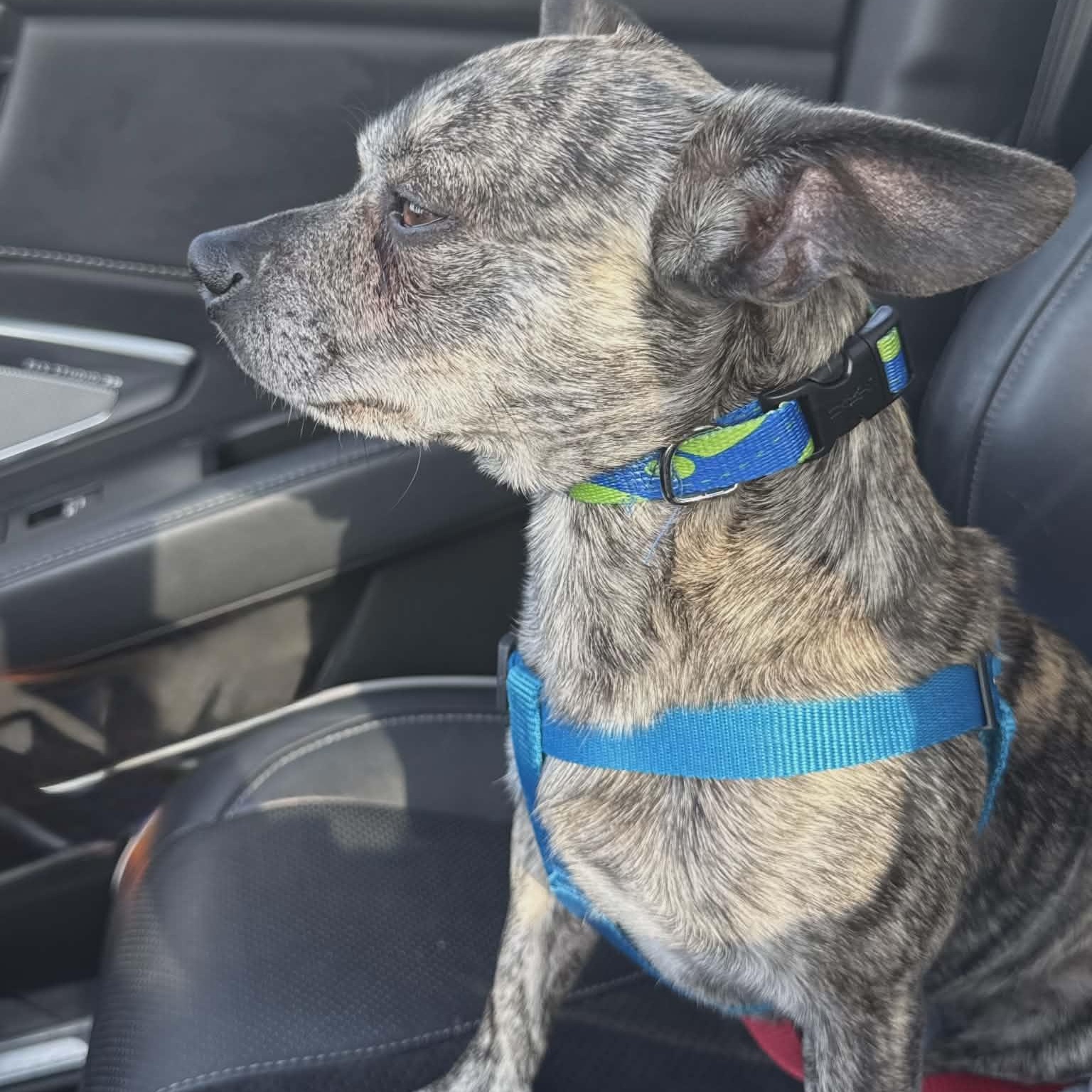 Enlarge Eddie, an adopted mixed breed in Joliet, IL image 2/4