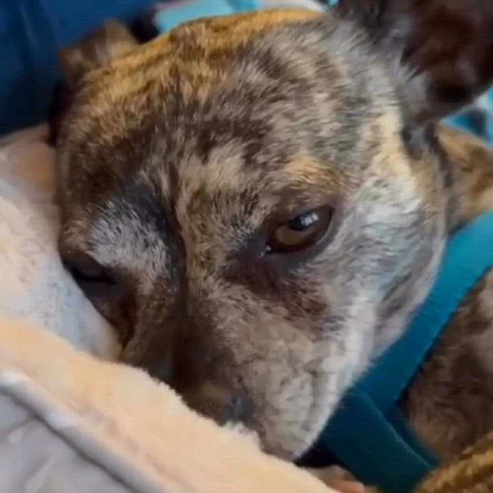Enlarge Eddie, an adopted mixed breed in Joliet, IL video 4/4