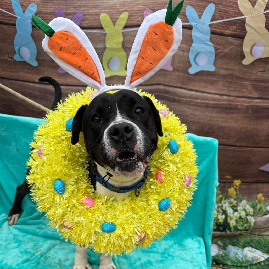 Donner, Adoptable, Adult Male Pit Bull Terrier.