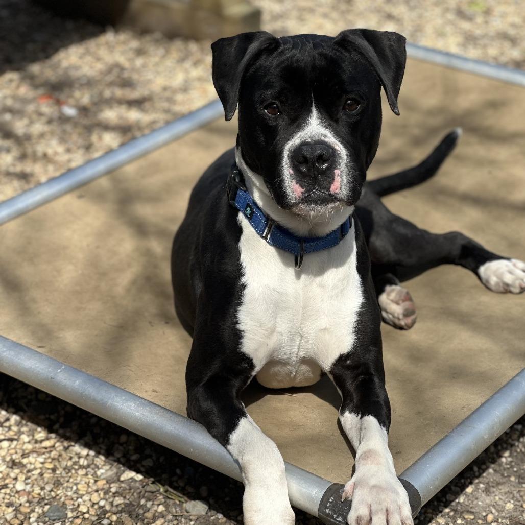Enlarge Donner, a Adoptable Pit Bull Terrier in Weimar, CA image 2/6