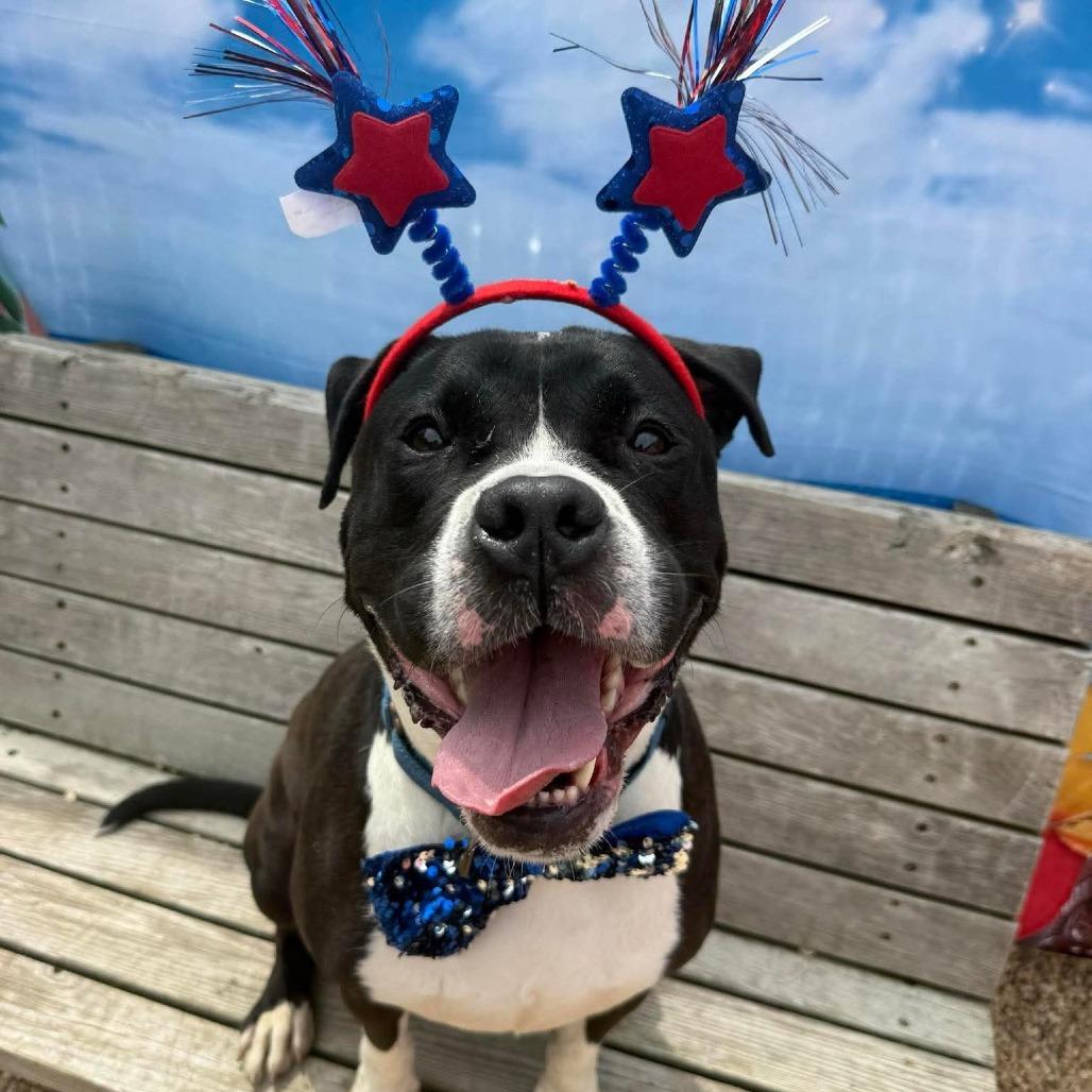 Enlarge Donner, a Adoptable Pit Bull Terrier in Weimar, CA image 3/6