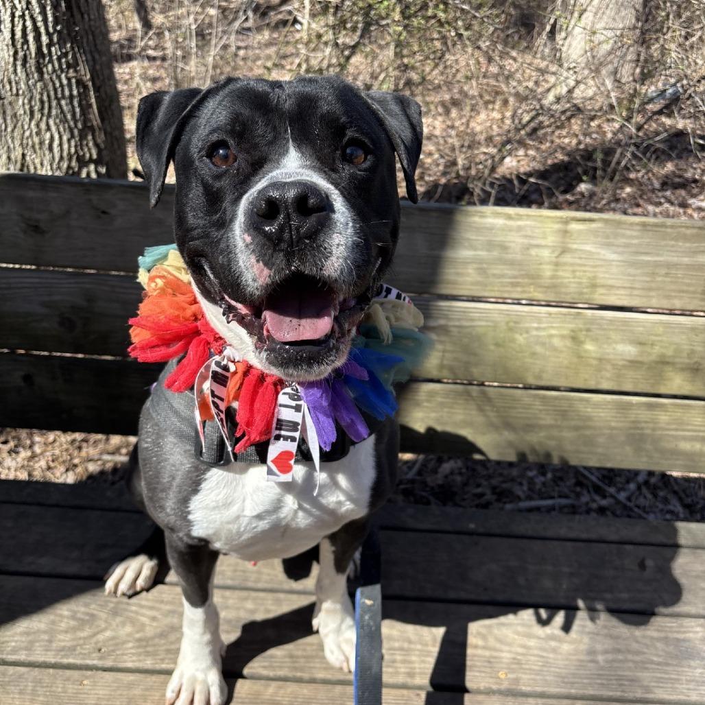Enlarge Donner, a Adoptable Pit Bull Terrier in Weimar, CA image 4/6