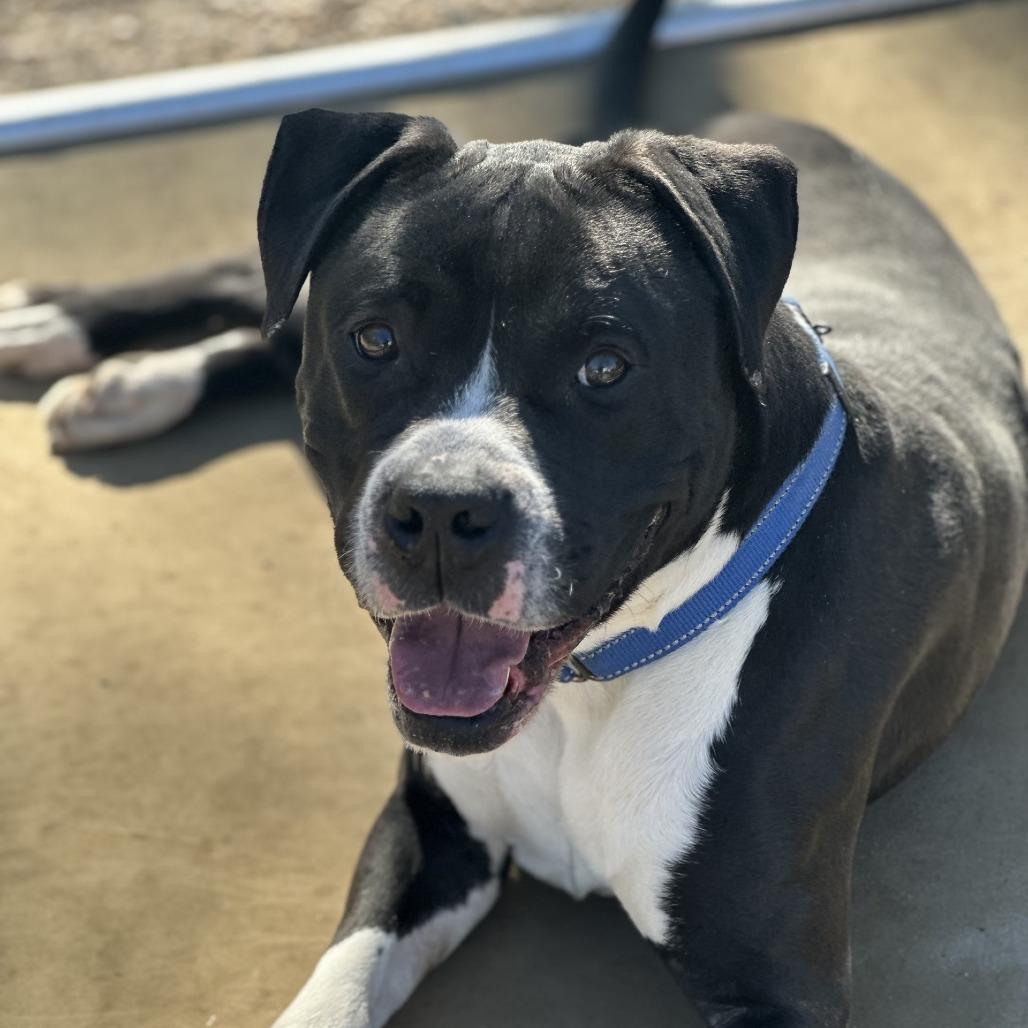 Enlarge Donner, a Adoptable Pit Bull Terrier in Weimar, CA image 5/6