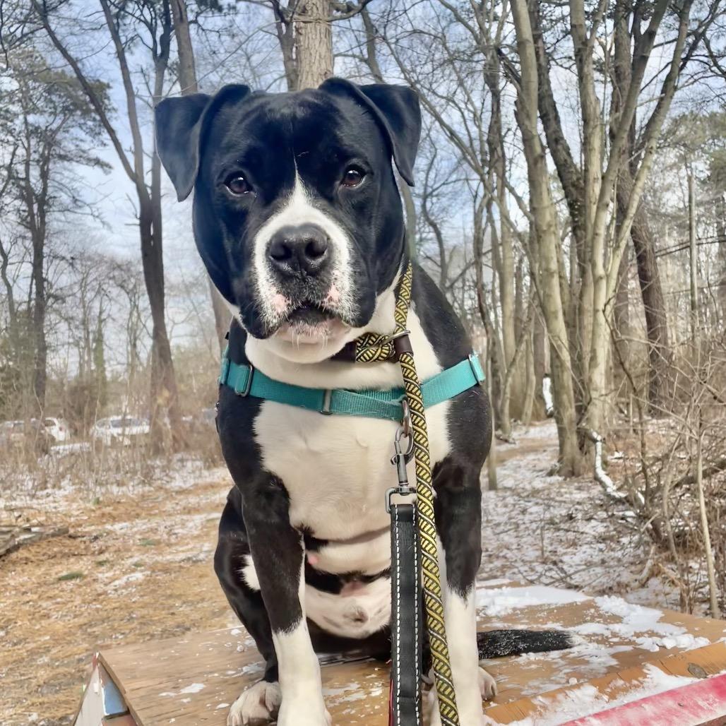 Enlarge Donner, a Adoptable Pit Bull Terrier in Weimar, CA image 6/6