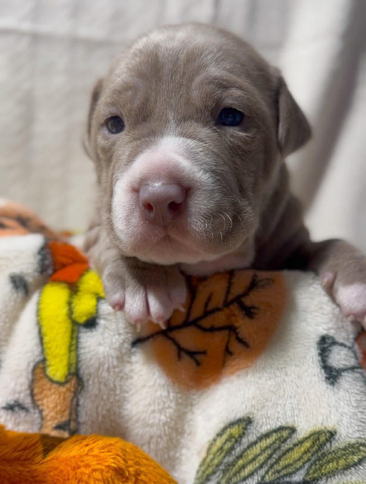 Enlarge Roo, a Adoptable Pit Bull Terrier in Belleville, MI image 1/1