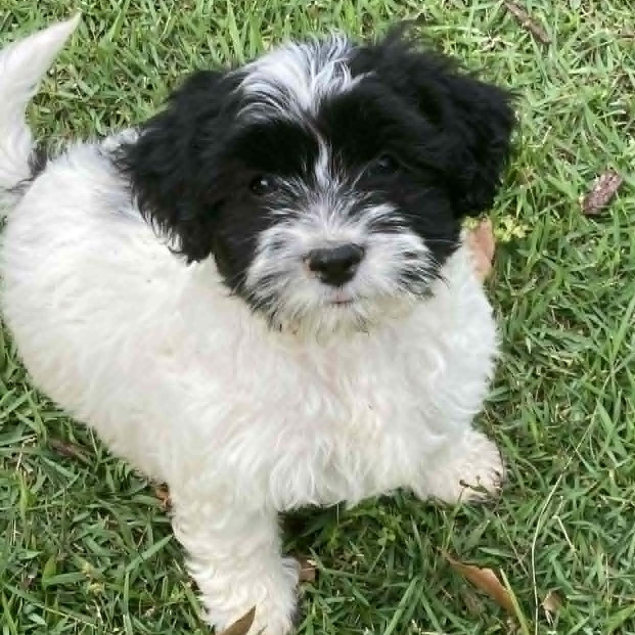 Enlarge Tuck, a ADOPTABLE mixed breed in Tylertown, MS image 1/1