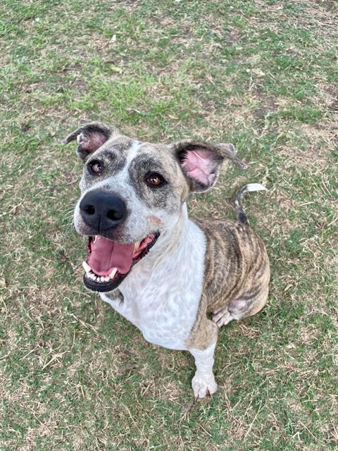SOPHIE, Adoptable, Adult Female Pointer & Mixed Breed.