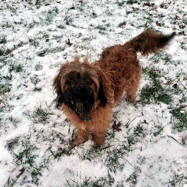 Enlarge Mackie, an adopted mixed breed in Sulphur, KY image 2/2