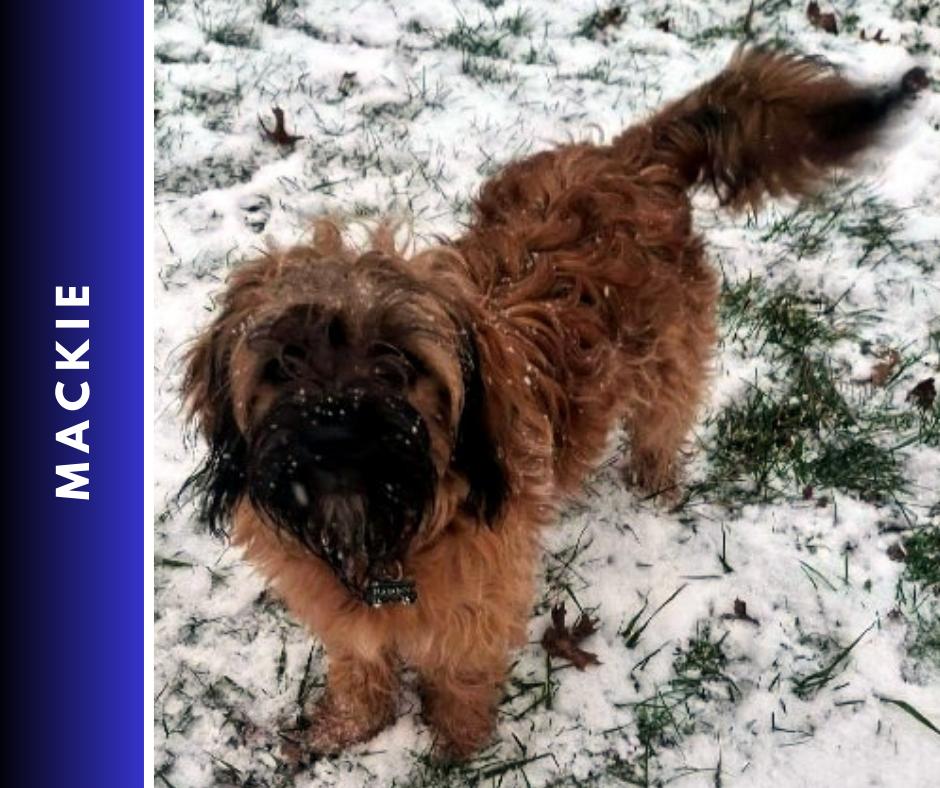 Mackie, adopted, Young Male Shih Tzu.