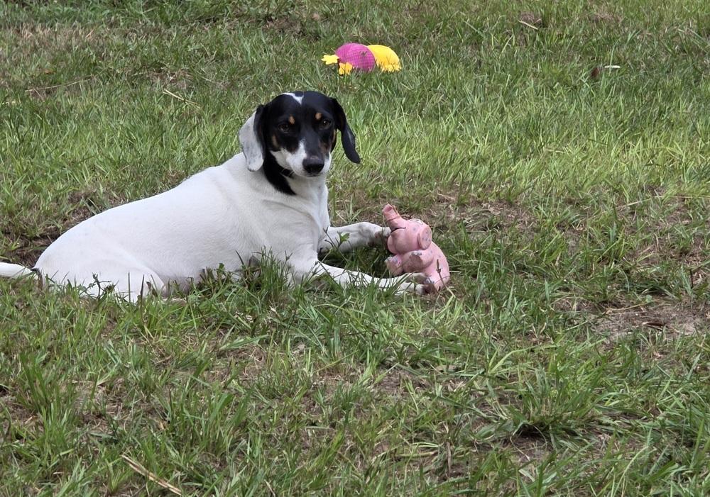 Lila, Adoptable, Young Female Dachshund.