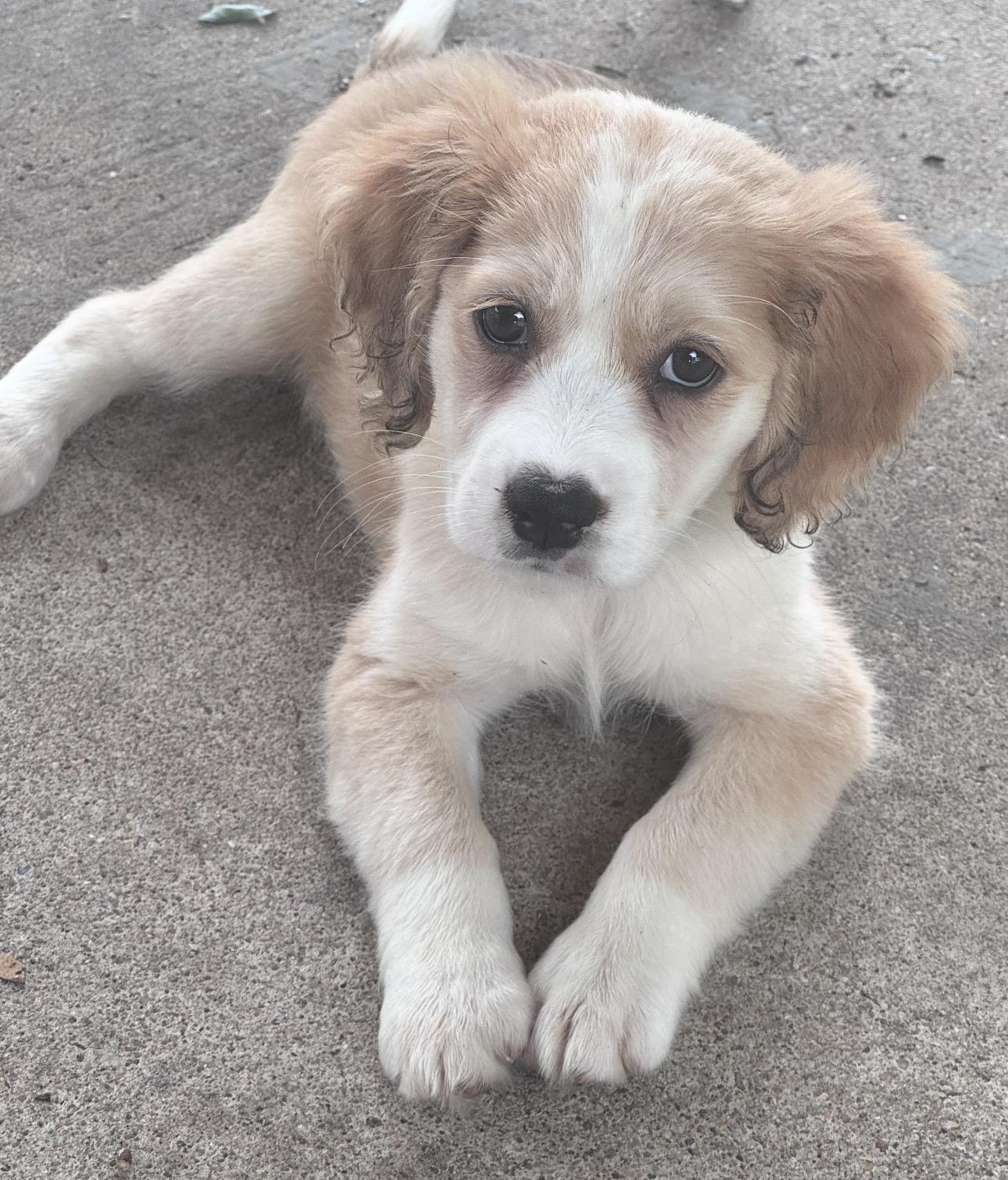 Enlarge Rose, a ADOPTABLE mixed breed in Fredericksburg, VA image 2/2
