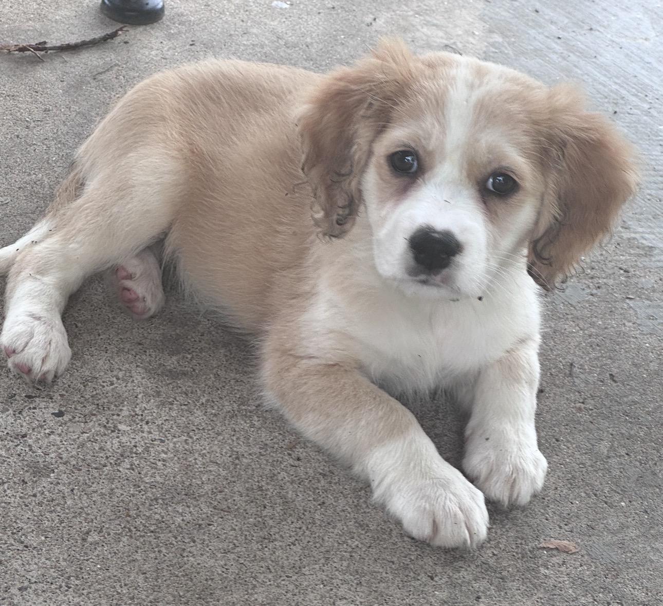 Rose, ADOPTABLE, Puppy Female Spaniel.