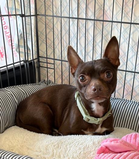 BEANS, Adoptable, Adult Male Chihuahua.