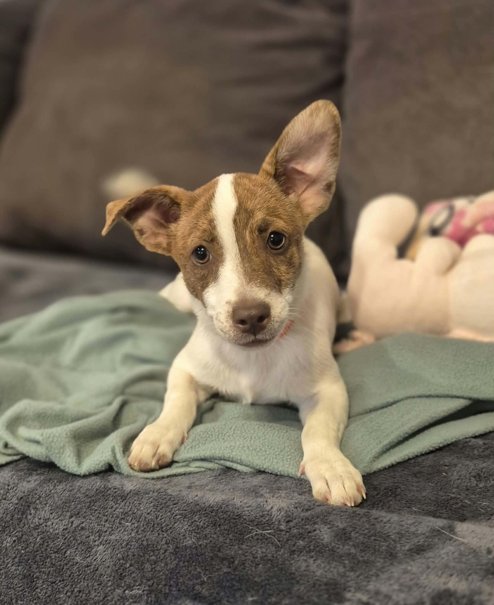 Enlarge Buster, a Adopted mixed breed in Boston, MA image 2/6