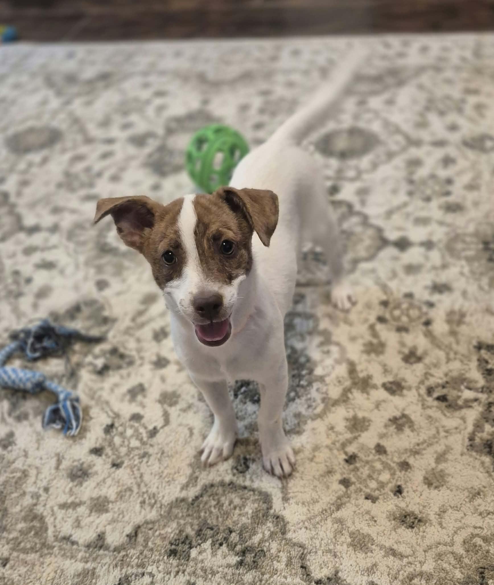 Enlarge Buster, a Adopted mixed breed in Boston, MA image 3/6