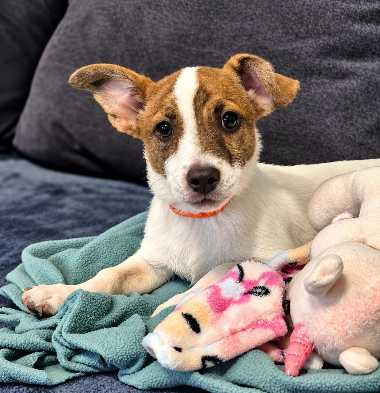 Buster, Adopted, Puppy Male Corgi & Rat Terrier.