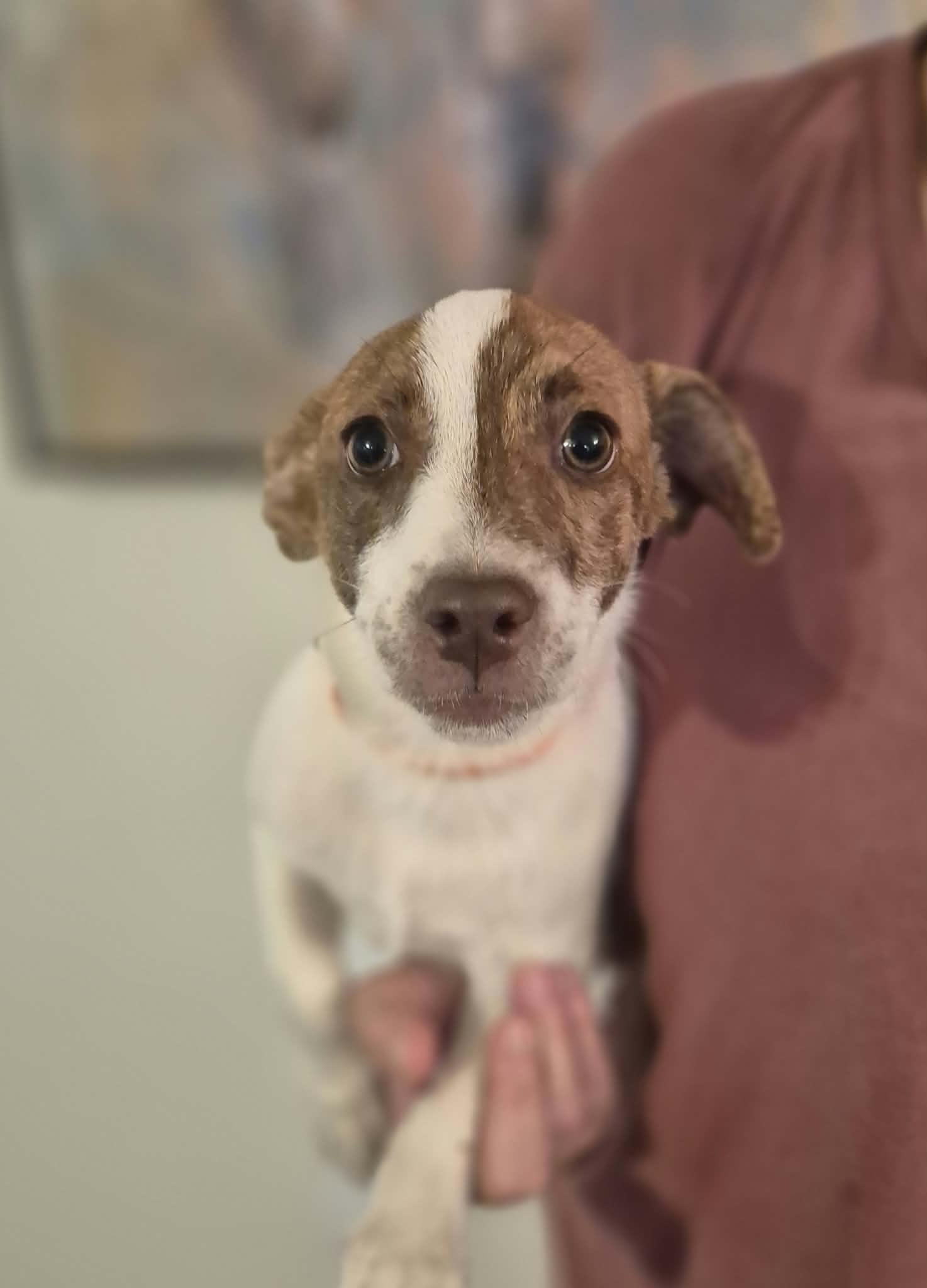 Enlarge Buster, a Adopted mixed breed in Boston, MA image 5/6