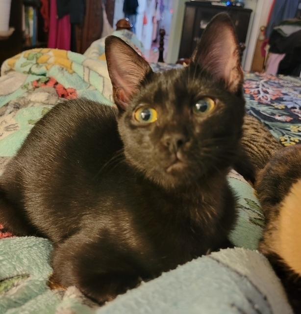 Jellybean, Adoptable, Kitten Female Domestic Short Hair.