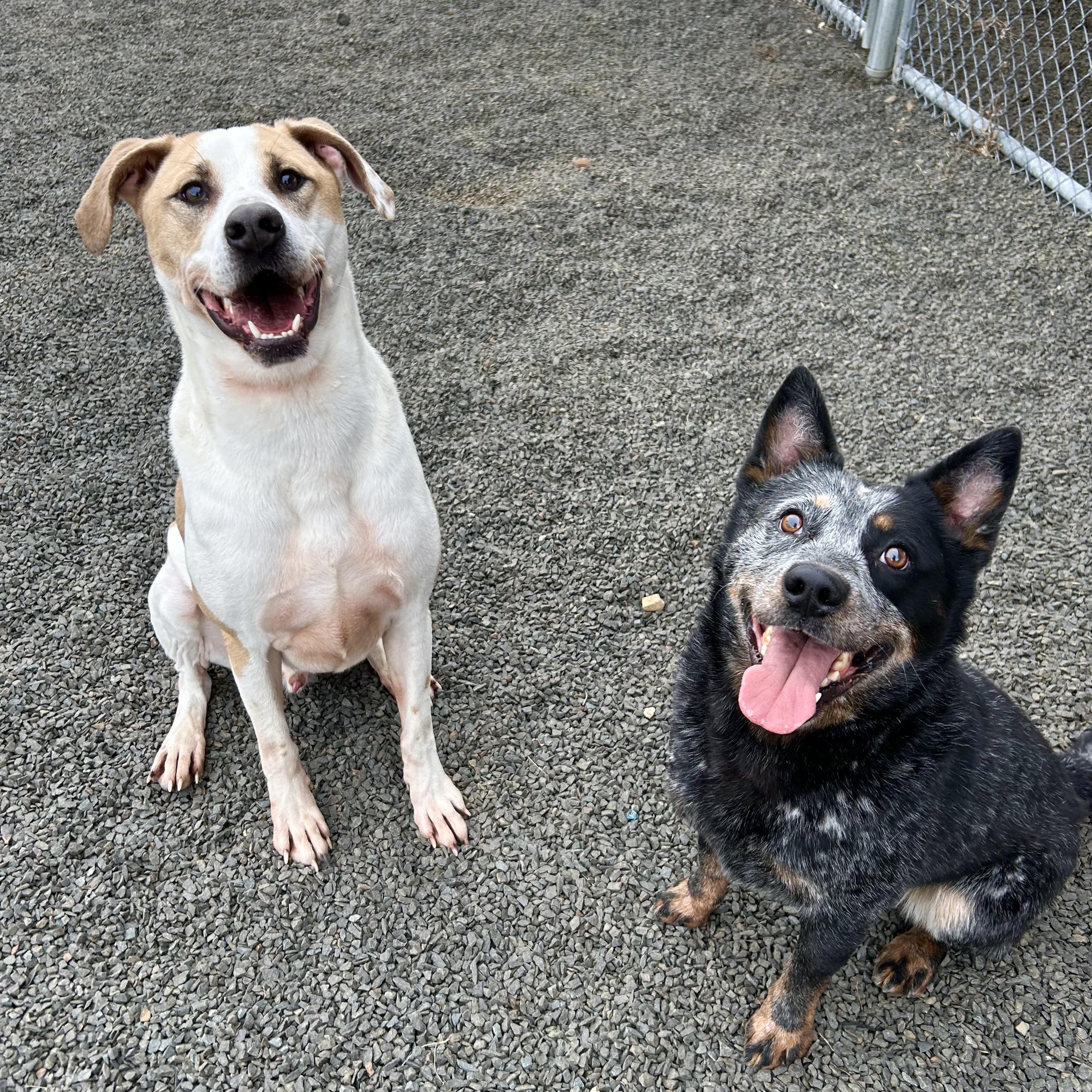 Barley, a Adoptable mixed breed in Wallingford, CT image 2/6