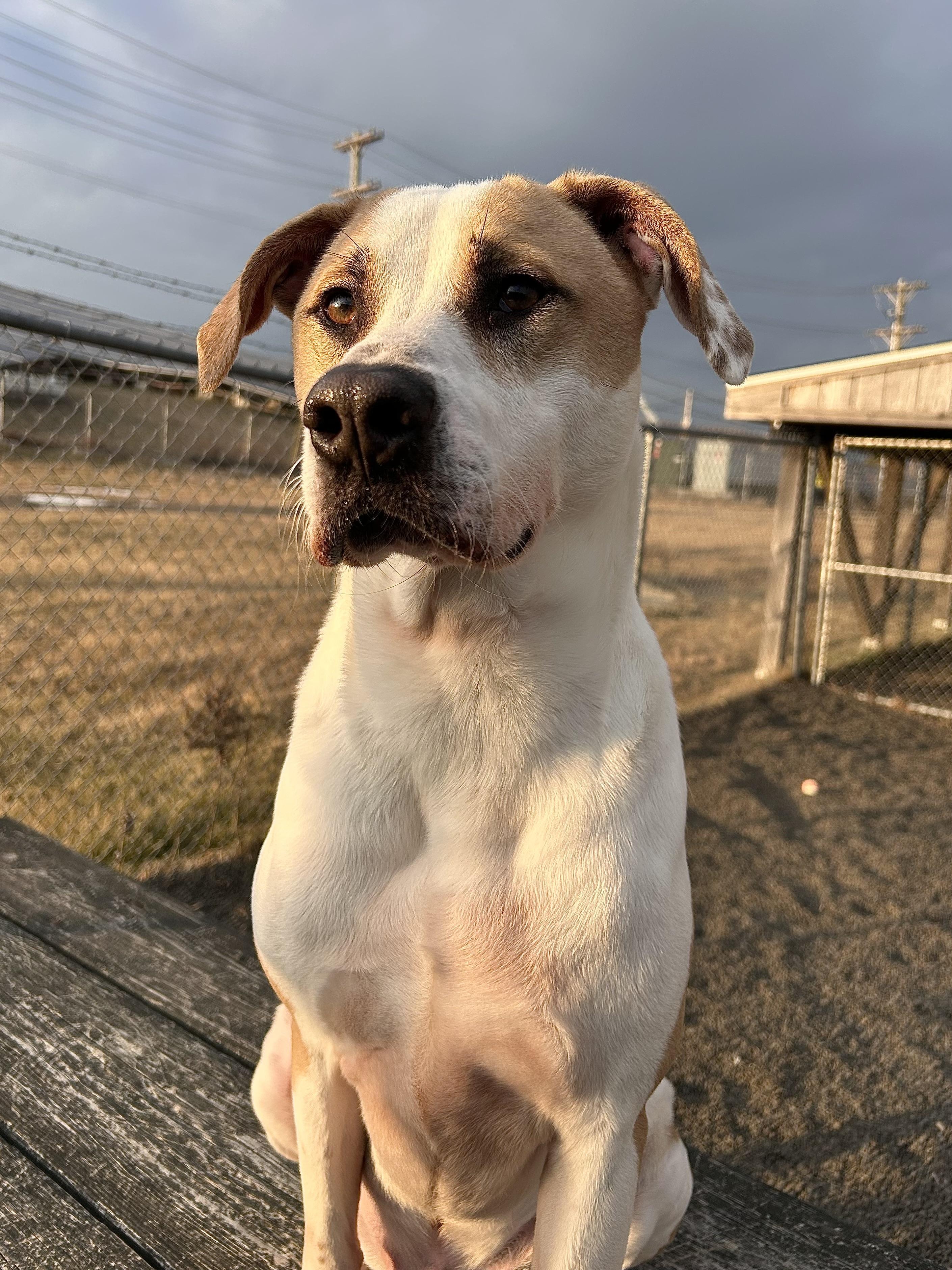 Barley, a Adoptable mixed breed in Wallingford, CT image 5/6