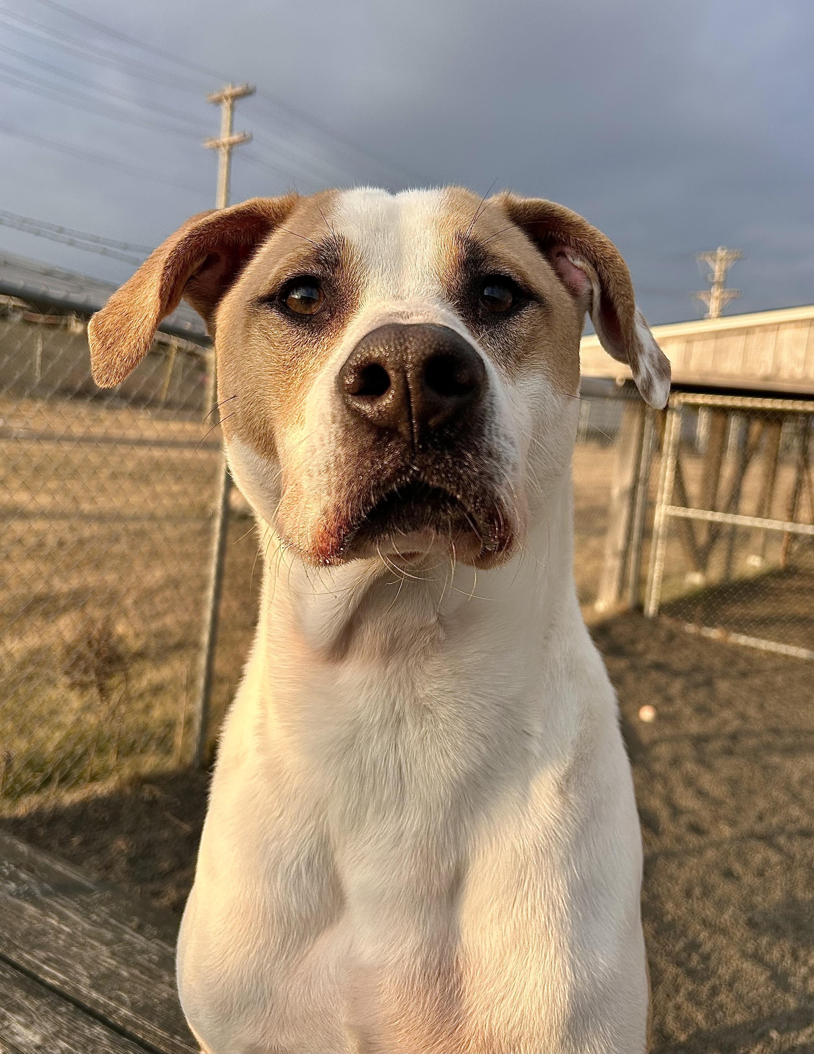 Barley, Adult Male Hound