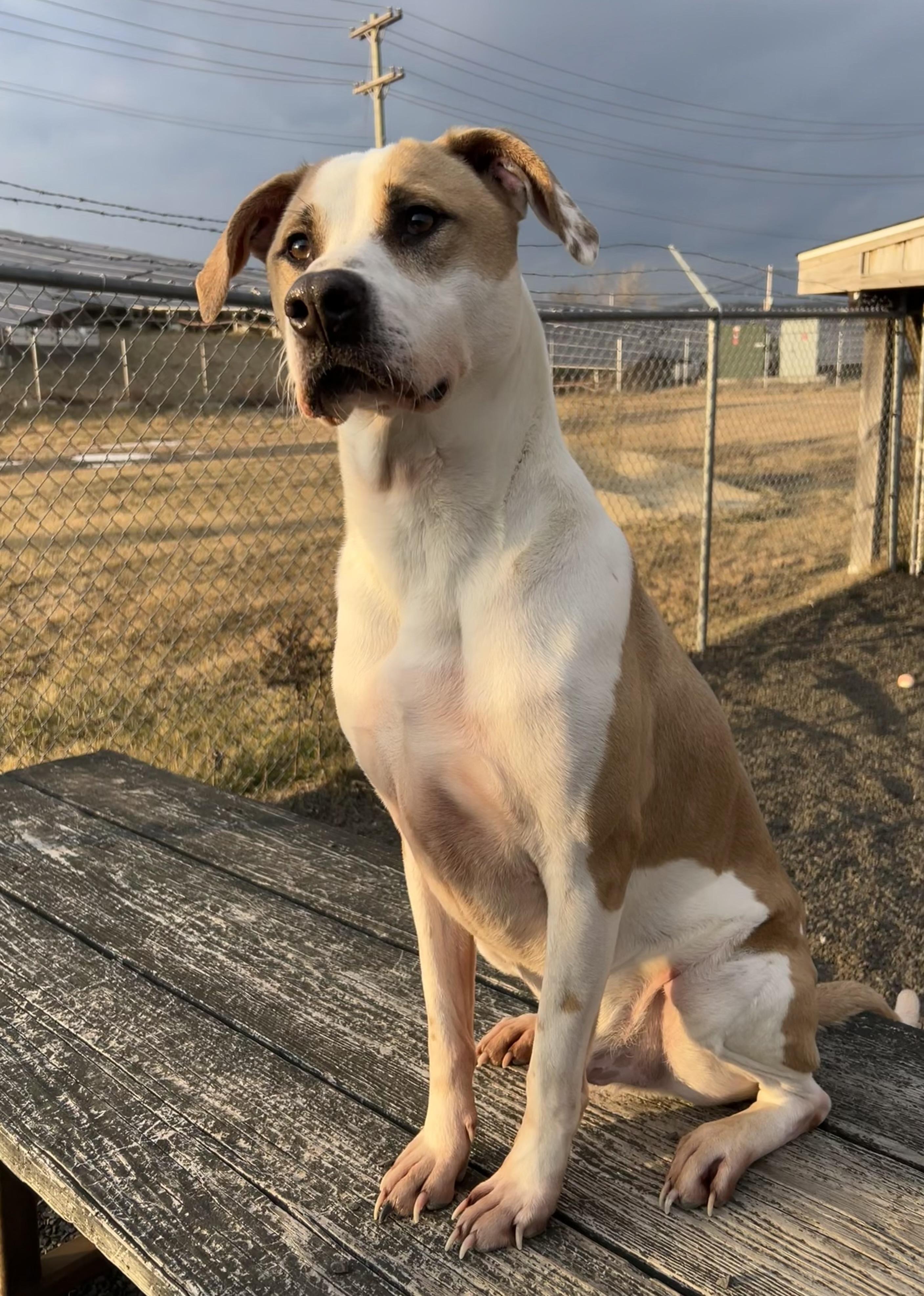 Barley, a Adoptable mixed breed in Wallingford, CT image 6/6