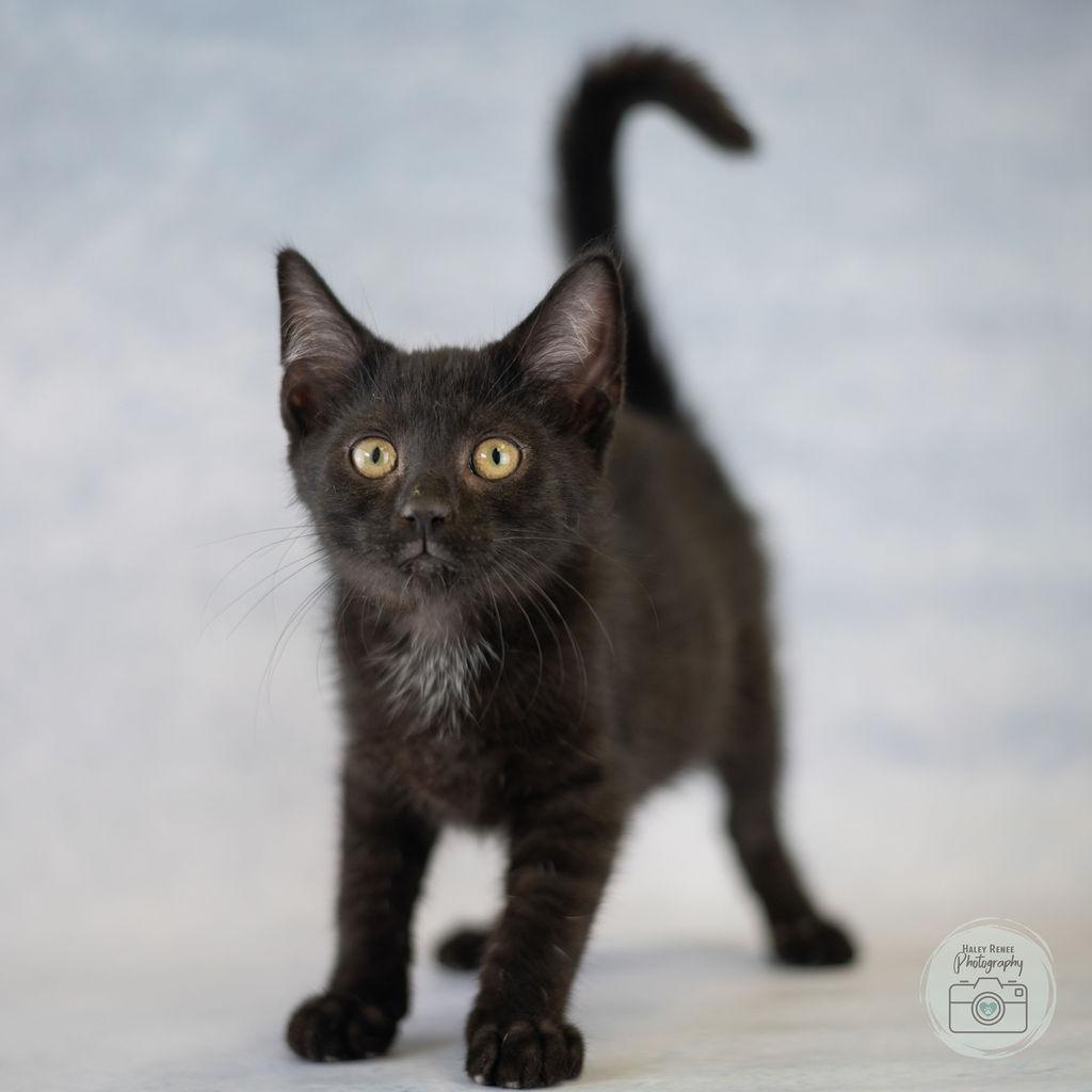 Enlarge Clyde, a Adoptable Domestic Short Hair in Blairsville, PA image 1/1