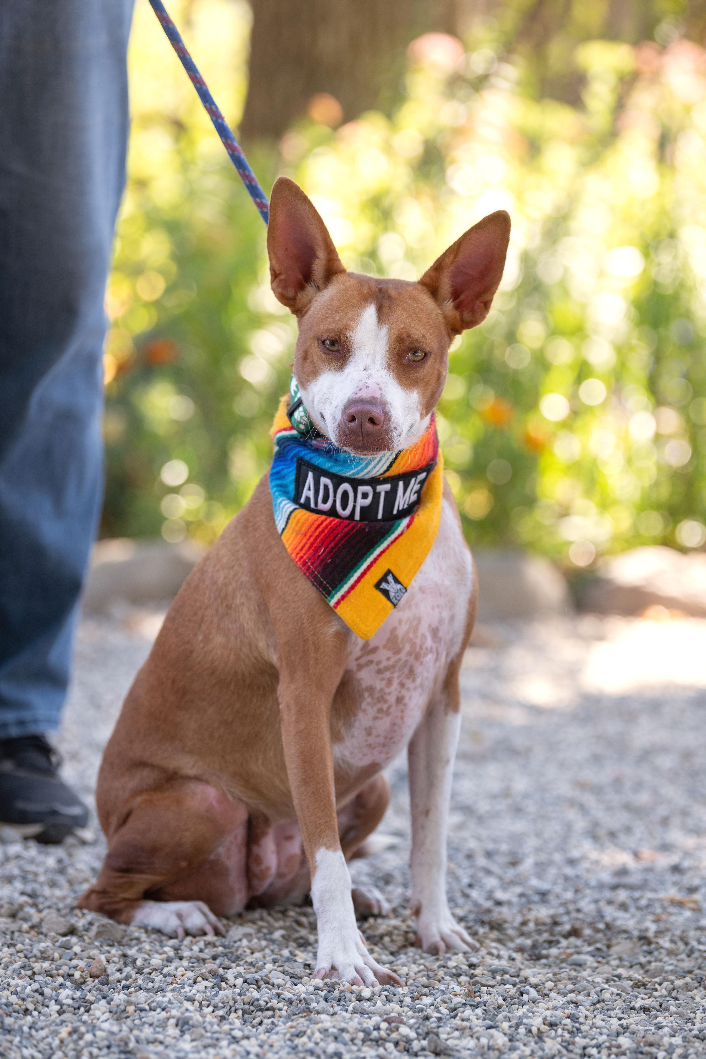 Enlarge Nucita, a ADOPTABLE mixed breed in Santa Rosa, CA image 2/4