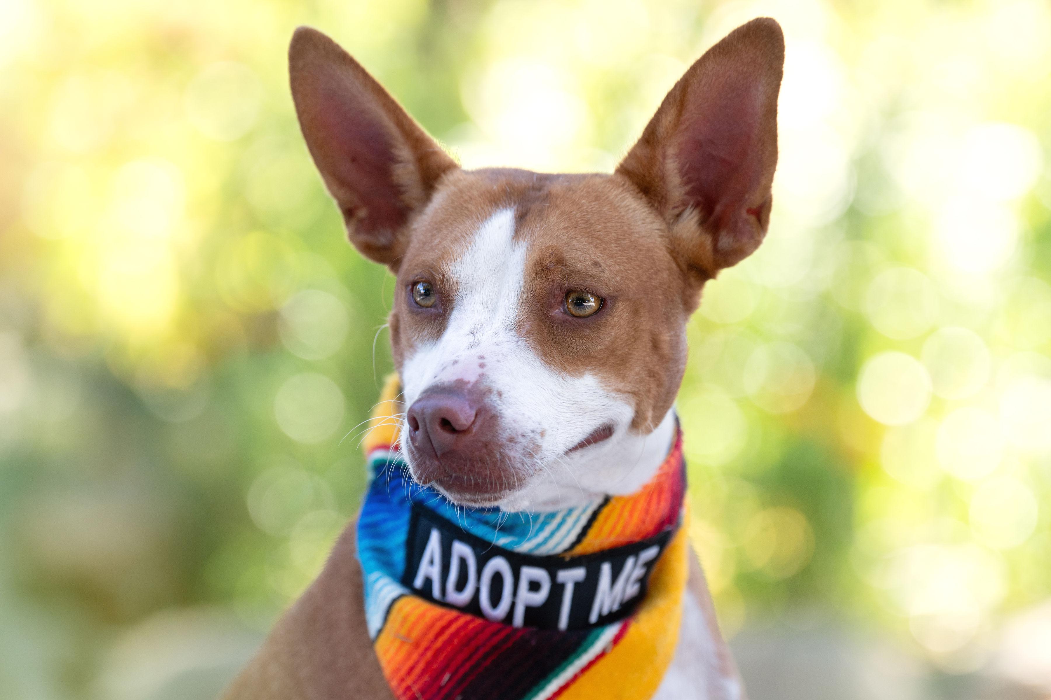 Enlarge Nucita, a ADOPTABLE mixed breed in Santa Rosa, CA image 3/4