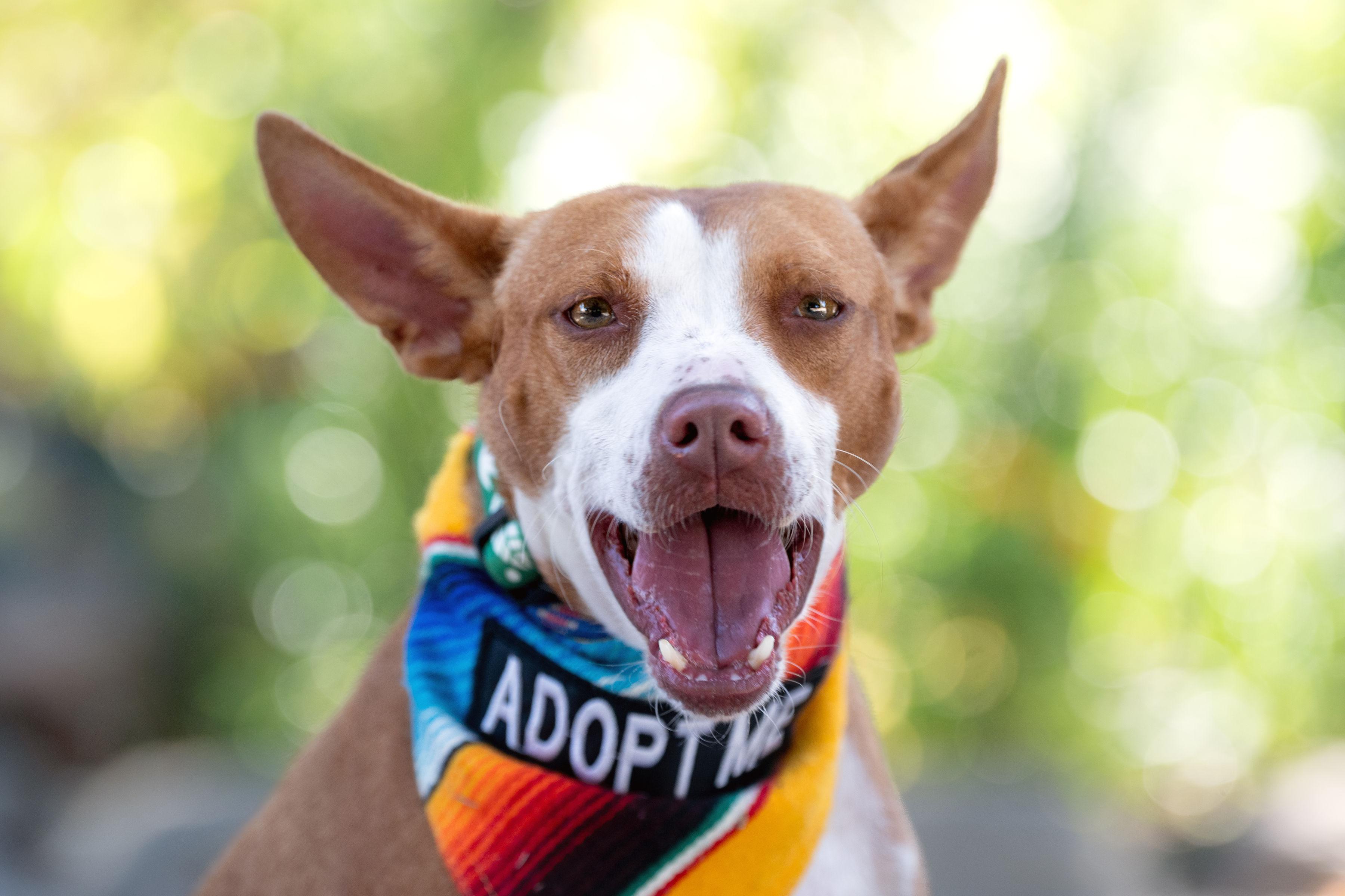 Nucita, ADOPTABLE, Adult Female Terrier.