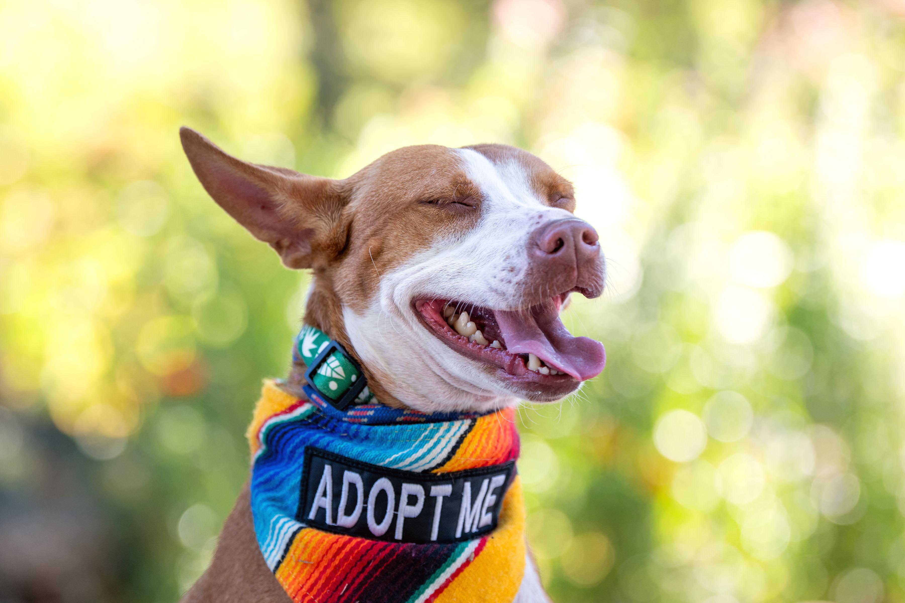 Enlarge Nucita, a ADOPTABLE mixed breed in Santa Rosa, CA image 4/4