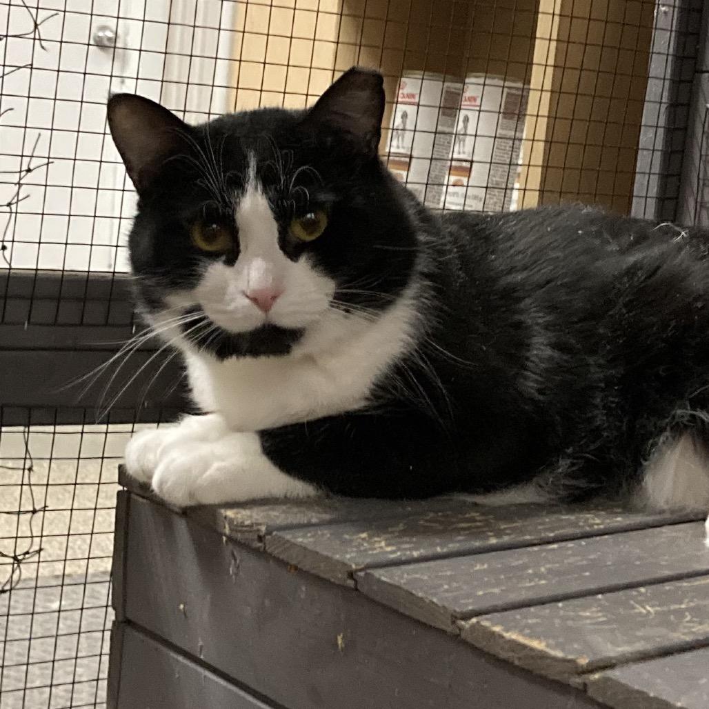 Enlarge Winkels, a Adoptable Domestic Short Hair in Grand Rapids, MN image 1/5
