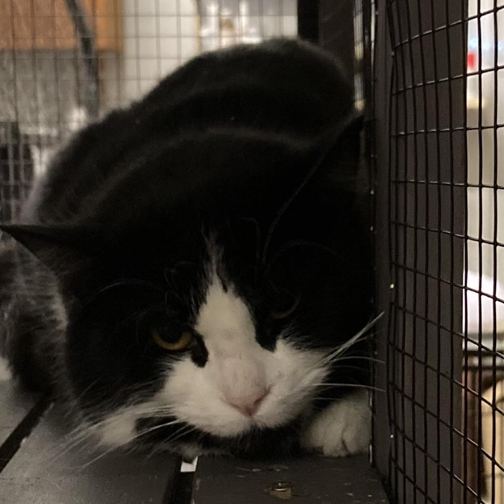 Enlarge Winkels, a Adoptable Domestic Short Hair in Grand Rapids, MN image 3/5