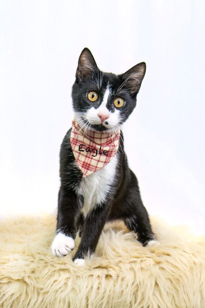 Eagle, Adoptable, Young Male Domestic Short Hair.
