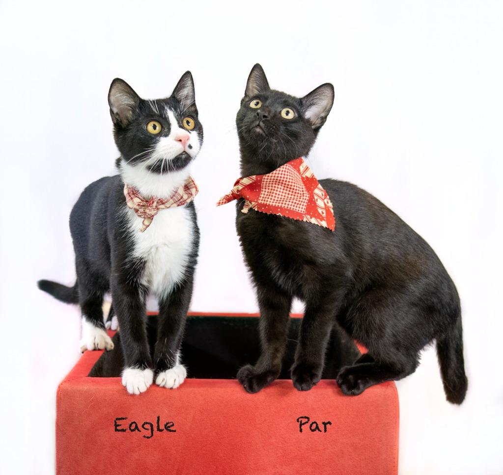 Eagle, a Adoptable mixed breed in Hot Springs Village, AR image 2/6