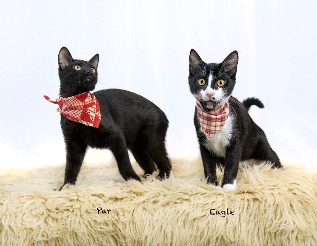 Eagle, a Adoptable mixed breed in Hot Springs Village, AR image 3/6