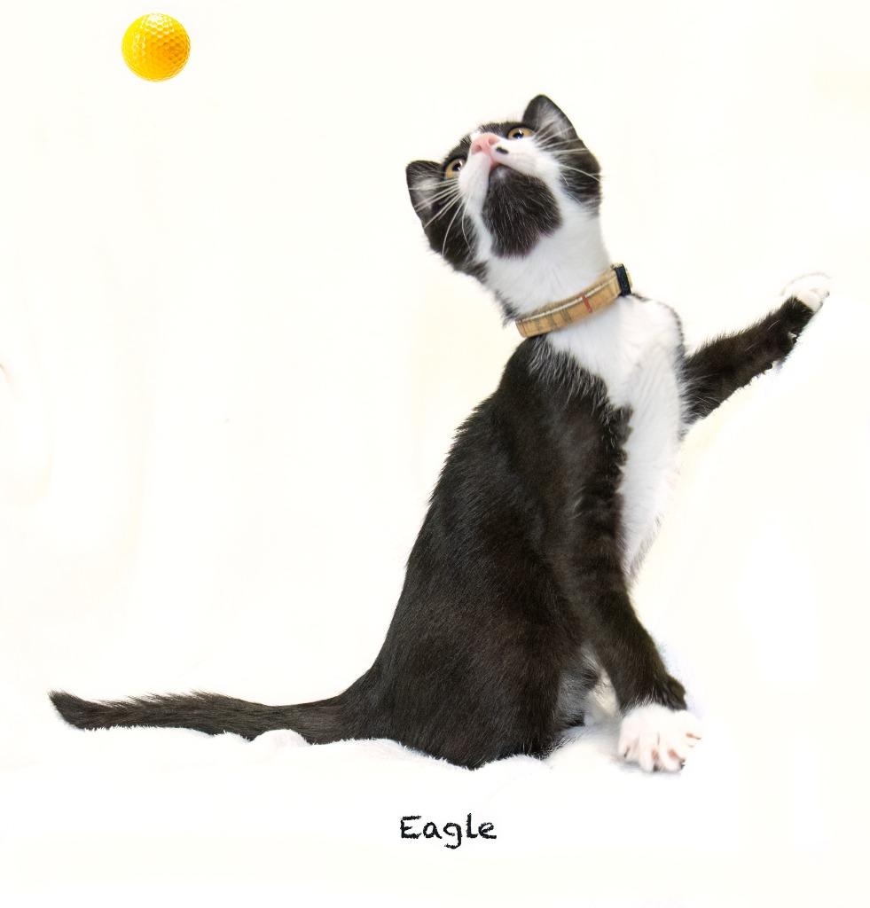 Eagle, a Adoptable mixed breed in Hot Springs Village, AR image 4/6
