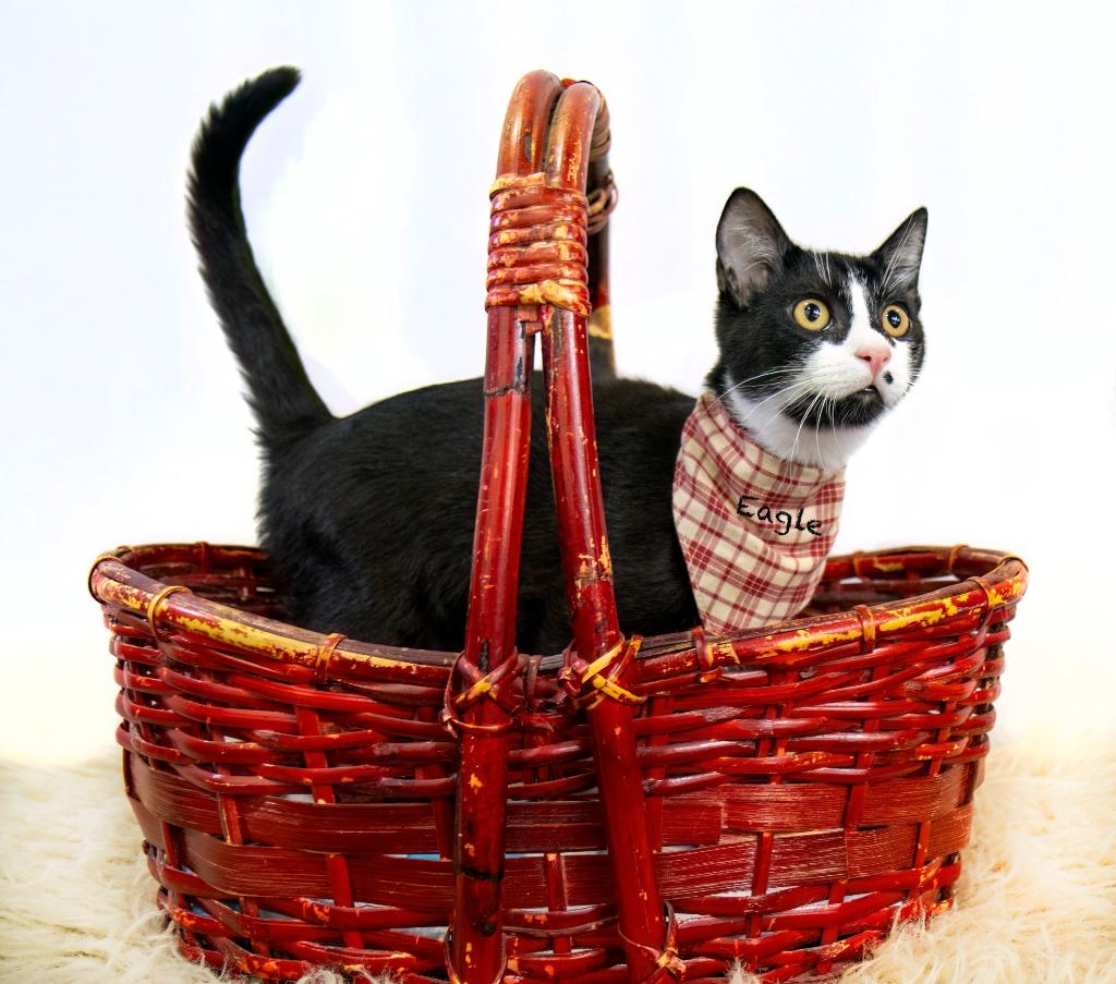 Eagle, a Adoptable mixed breed in Hot Springs Village, AR image 5/6