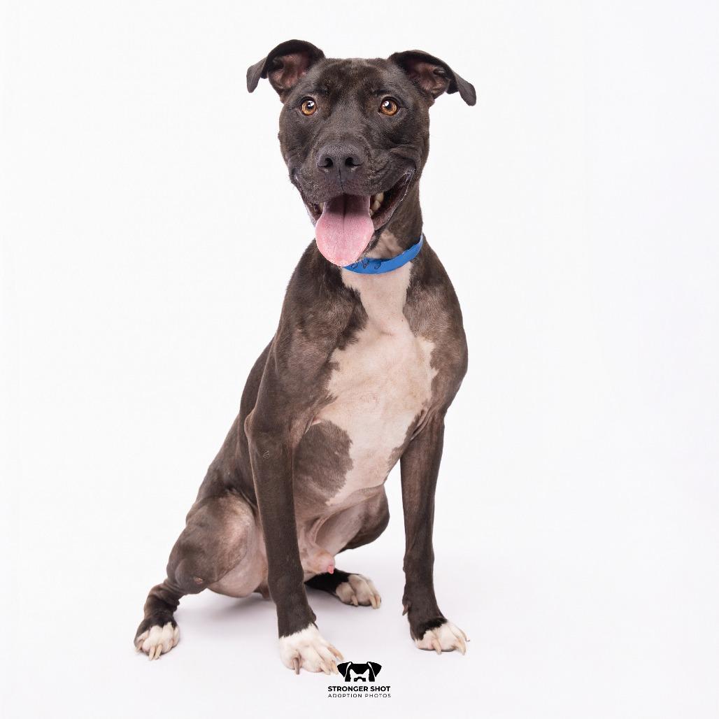 Enlarge Carl, a Adoptable mixed breed in Tampa, FL image 1/4