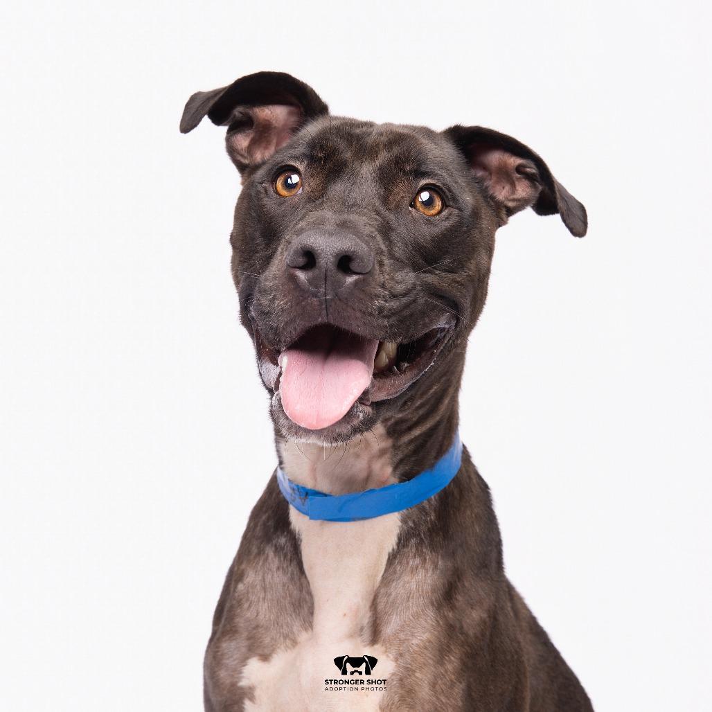 Enlarge Carl, a Adoptable mixed breed in Tampa, FL image 2/4