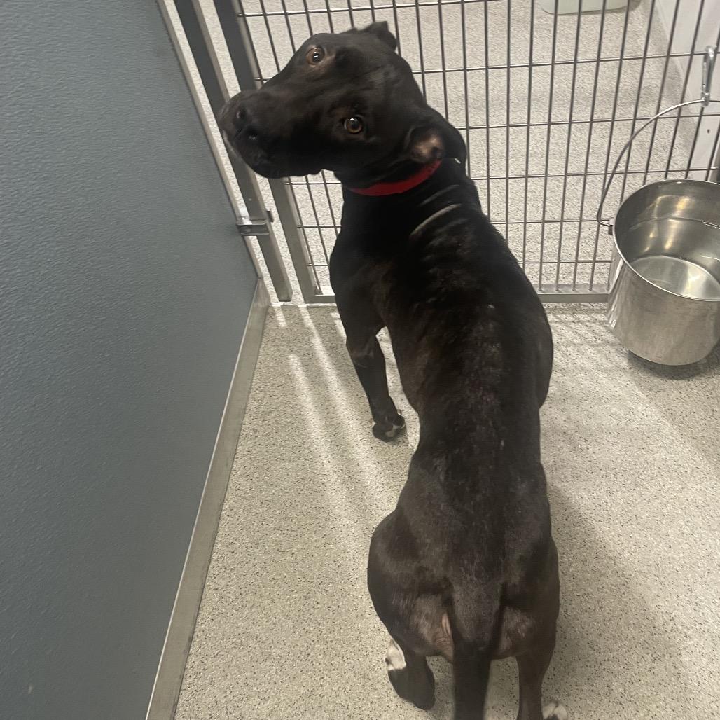 Enlarge Carl, a Adoptable mixed breed in Tampa, FL image 3/4