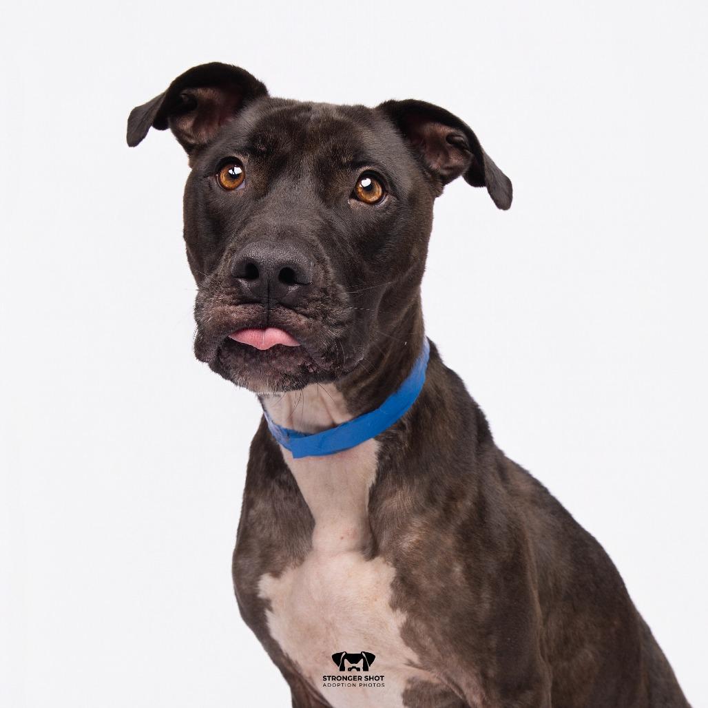 Enlarge Carl, a Adoptable mixed breed in Tampa, FL image 4/4