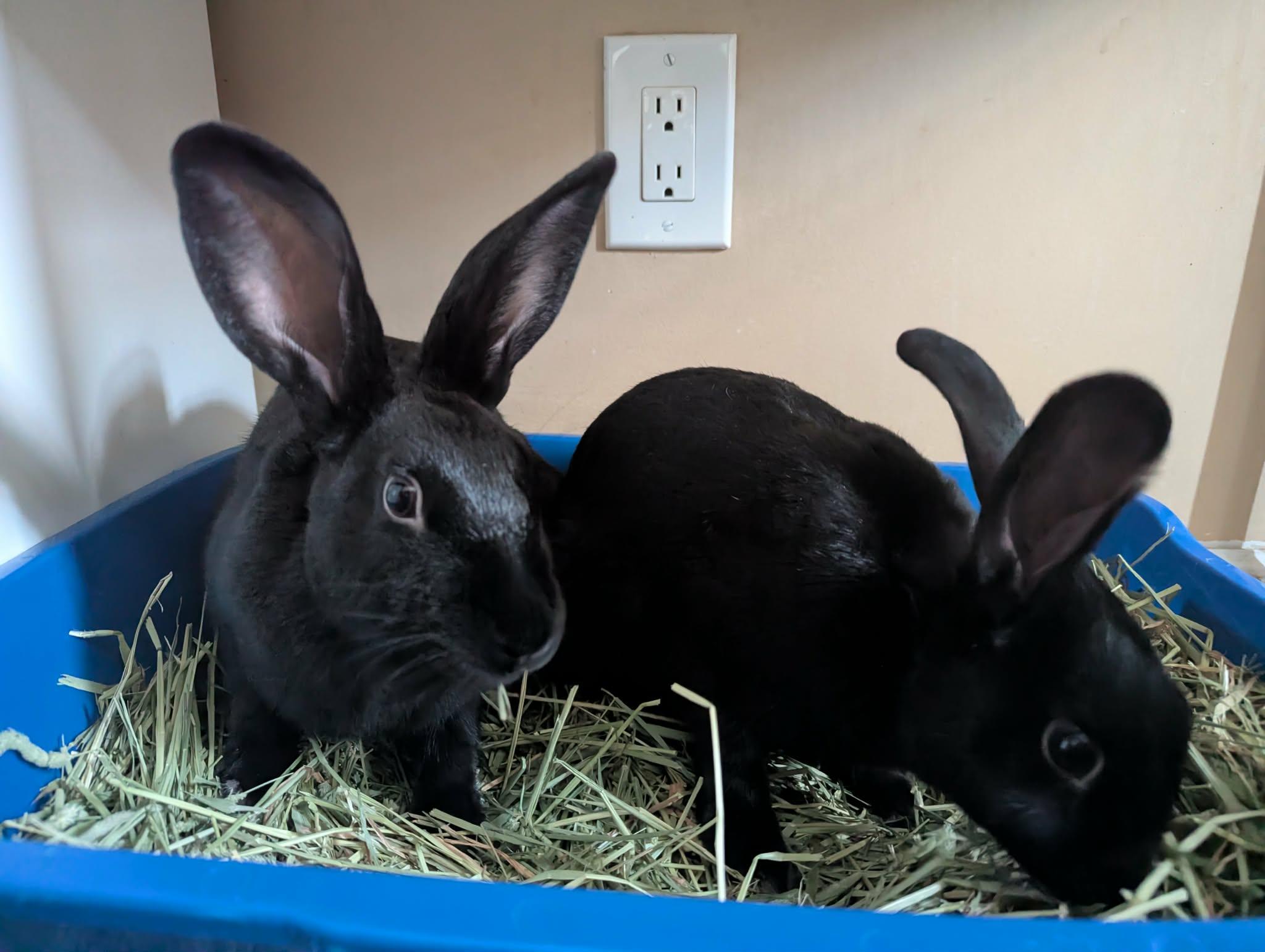 Enlarge HERMOINE & MINERVA, a Adoptable New Zealand in Forest Hills, NY image 4/6